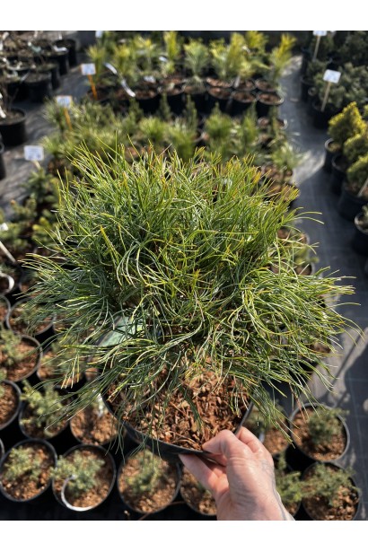 Pinus Squiggles / Squigles купити